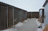 Около 600 бездомных собак отловили в Астрахани с начала 2024 года 