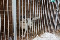 Около 600 бездомных собак отловили в Астрахани с начала 2024 года 