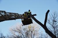 Более 7 тысяч деревьев опилили с начала года в Астрахани