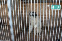 В Астрахани начал работать приют для собак