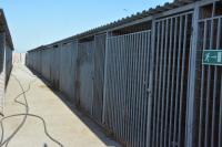 В Астрахани начал работать приют для собак