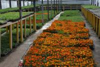 Свыше 250 тысяч цветов высадят в Астрахани в этом году