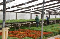 Свыше 250 тысяч цветов высадят в Астрахани в этом году