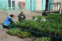 Свыше 250 тысяч цветов высадят в Астрахани в этом году