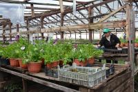 Свыше 250 тысяч цветов высадят в Астрахани в этом году