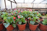 Цветы готовы к переезду из теплицы в городские парки и скверы