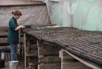 В Астрахани к 75-летию Победы появятся клумбы с военной тематикой