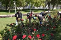 Администрация города продолжает работу по осенней высадке деревьев, кустарников и цветов