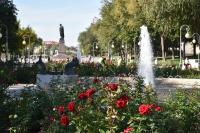 Администрация города продолжает работу по осенней высадке деревьев, кустарников и цветов