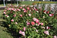 Администрация города продолжает работу по осенней высадке деревьев, кустарников и цветов