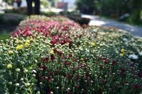 Ко Дню города в Братском саду высадили 464 куста хризантем