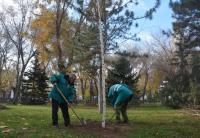 В Астрахани высадили около 500 крупномерных деревьев 