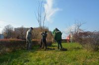 В Астрахани высадили около 500 крупномерных деревьев 