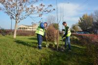 В Астрахани высадили около 500 крупномерных деревьев 