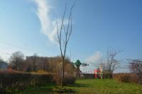 В Астрахани высадили около 500 крупномерных деревьев 