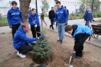 В Морском саду высадили дюжину елей