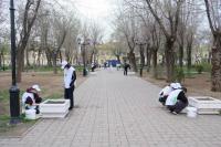 В Морском саду высадили дюжину елей