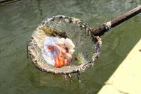 В Астрахани очищают от мусора акваторию Лебединого озера и каналов