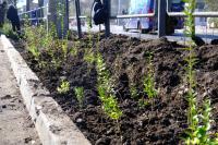 На разделительной полосе улицы Победы высадили свыше двух тысяч кустарников