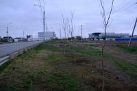 На Аэропортовском шоссе высадили клены