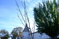 В сквере Ульяновых высадили сакуру