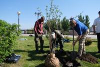 В Астрахани на центральной набережной высадили сирень 