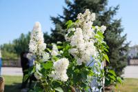 В Астрахани на центральной набережной высадили сирень 