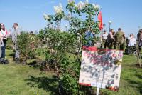 В Астрахани на центральной набережной высадили сирень 