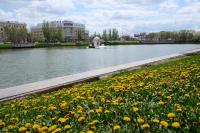 На Лебединое озеро выпустили лебедей