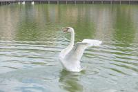 На Лебединое озеро выпустили лебедей