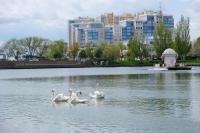 На Лебединое озеро выпустили лебедей