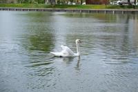 На Лебединое озеро выпустили лебедей