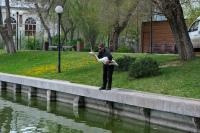 На Лебединое озеро выпустили лебедей