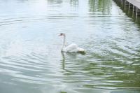 На Лебединое озеро выпустили лебедей