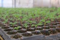 В Астрахани модернизируют городские теплицы