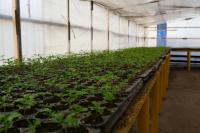 В Астрахани модернизируют городские теплицы