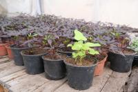 В Астрахани модернизируют городские теплицы