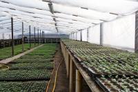 В Астрахани модернизируют городские теплицы
