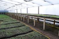 В Астрахани модернизируют городские теплицы