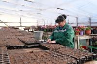 В Астрахани модернизируют городские теплицы