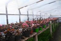 В Астрахани модернизируют городские теплицы