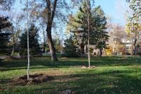 В Астрахани высадили около 500 крупномерных деревьев 