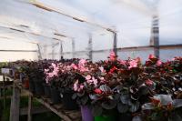 В Астрахани модернизируют городские теплицы