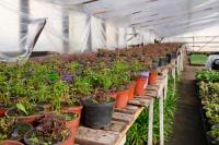 В Астрахани модернизируют городские теплицы