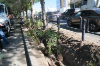 В Астрахани высадят пять тысяч кустарников и две тысячи деревьев