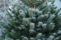 В Астрахани функционируют елочные базары