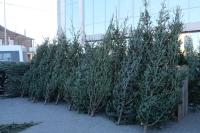 В Астрахани функционируют елочные базары