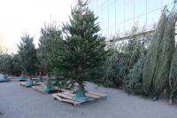 В Астрахани функционируют елочные базары