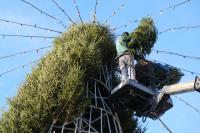 На разворотном кольце Мостстроя собирают живую ель