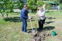 На аллее предпринимателей в парке АДК «Аркадия» высадили  деревья и кустарники